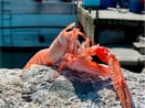 Home and harbour supervision harbour staff by pier with service and supervision